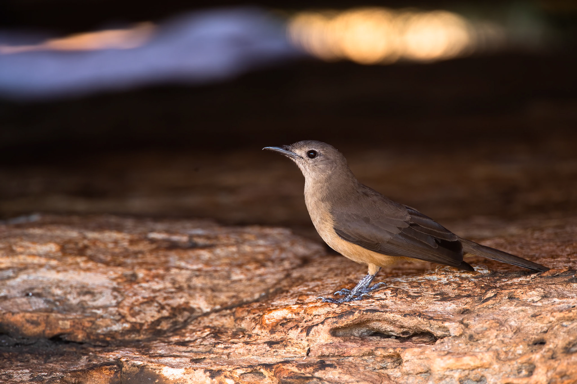 Sandstone shrike-thrush, Nourlangie, Kakadu, Northern Territory, Australia