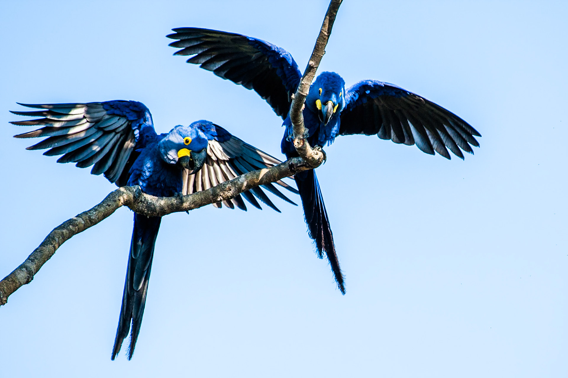 Hyacinth macaws, Pousada Piuval, Pantanal, Brazil