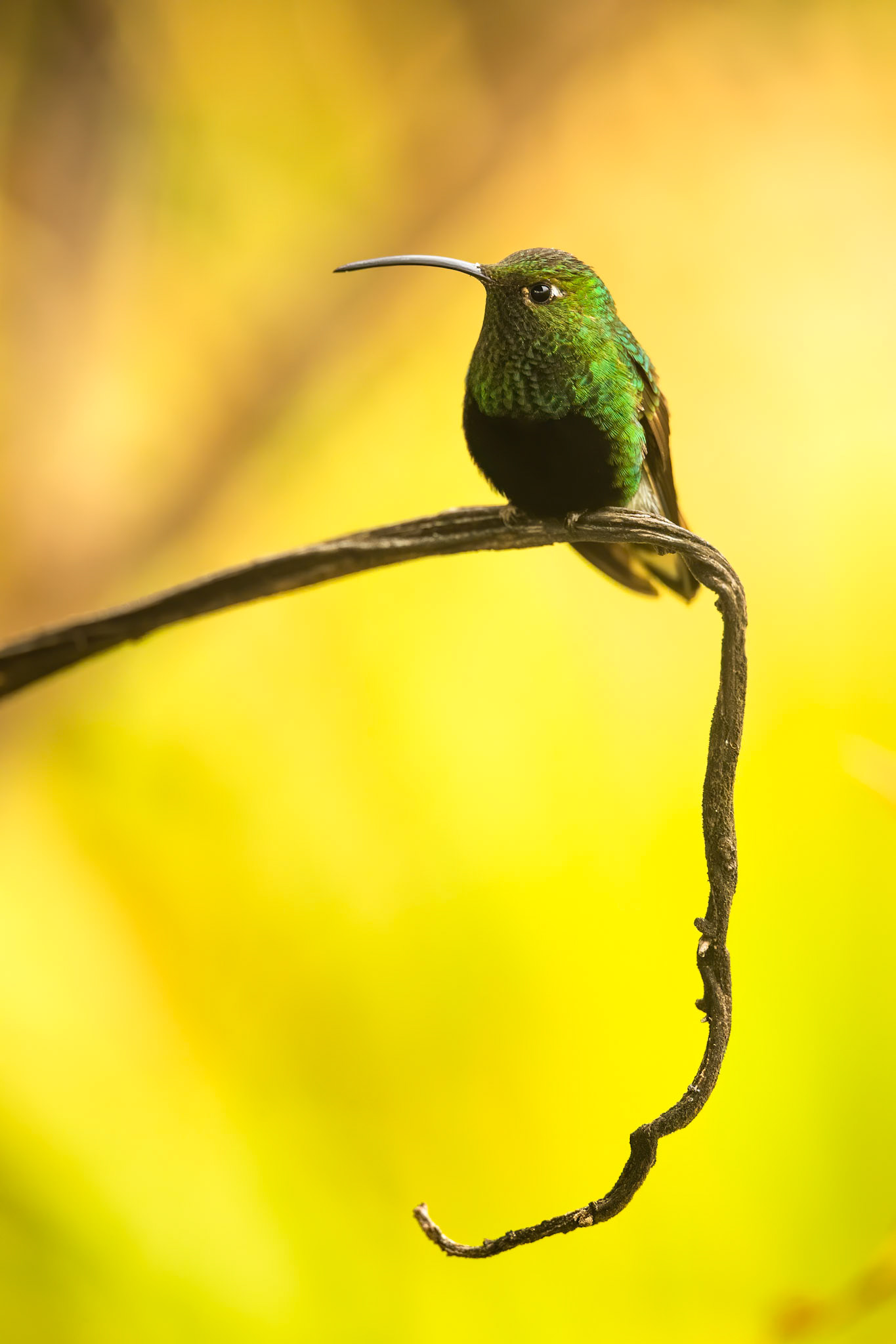 Mountain velvetbreast, Terminales del Ruiz, Colombia