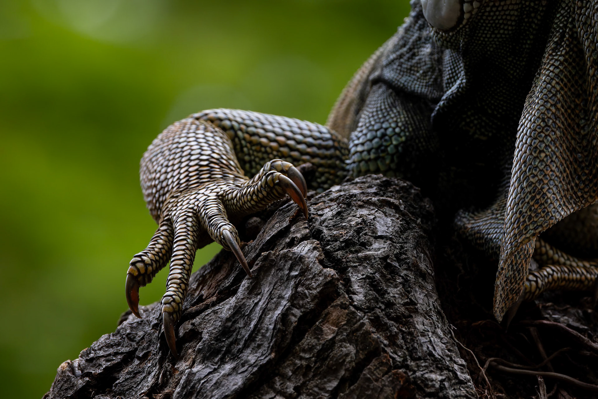 Green Iguana, Hotel del Parque, Guayaquil, Ecuador