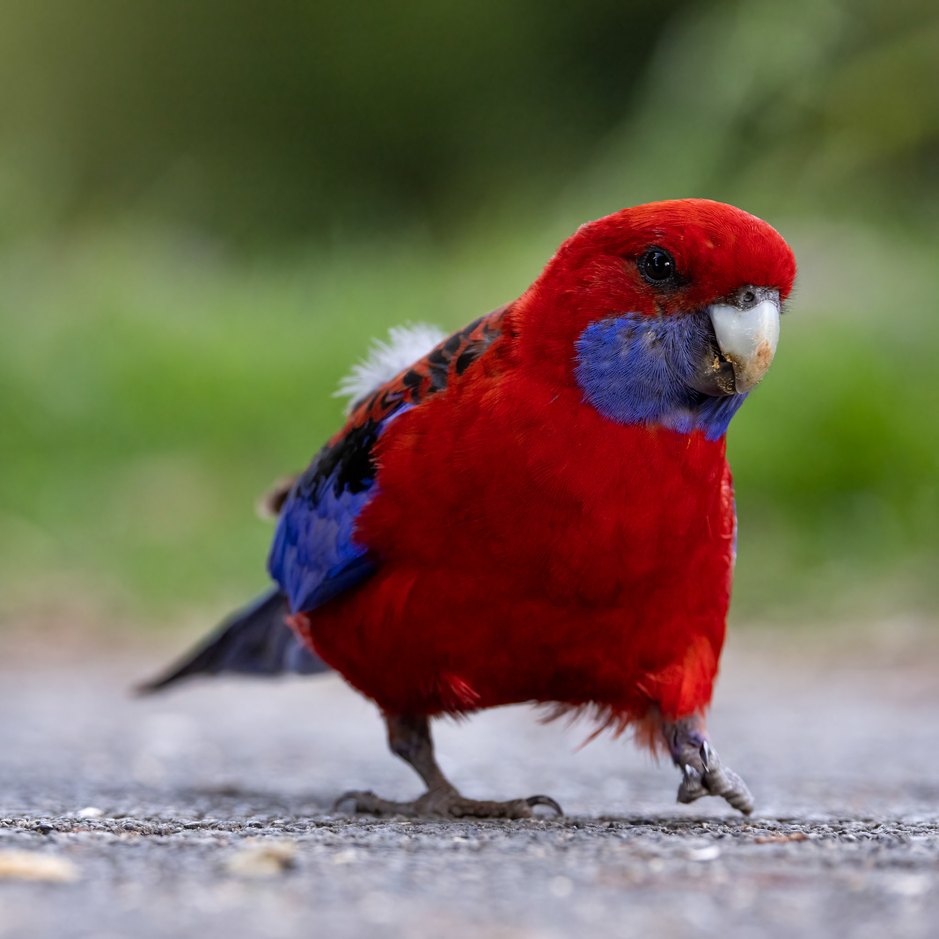 Crimson rosella, O'Reilly's Rainforest Retreat, Lamington National Park, Queensland, Australia