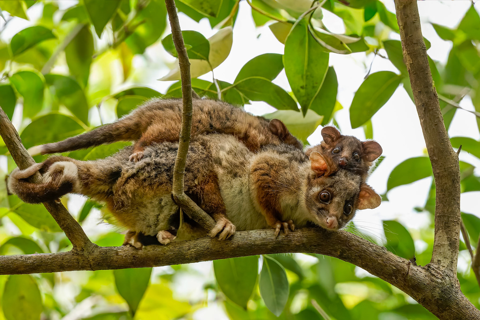 Ringtailed possum and joeys, Terry's Creek, Epping, NSW, Australia
