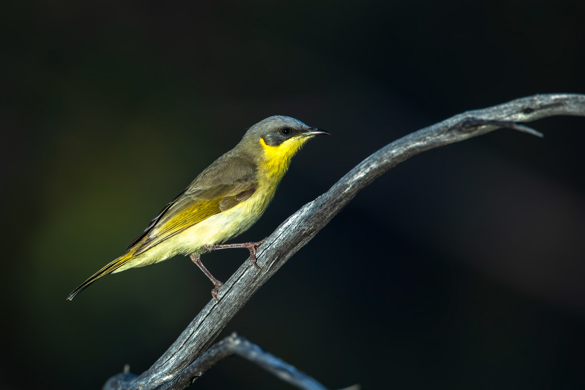 Grey-headed honeyeater, Mount Isa, Queensland, Australia