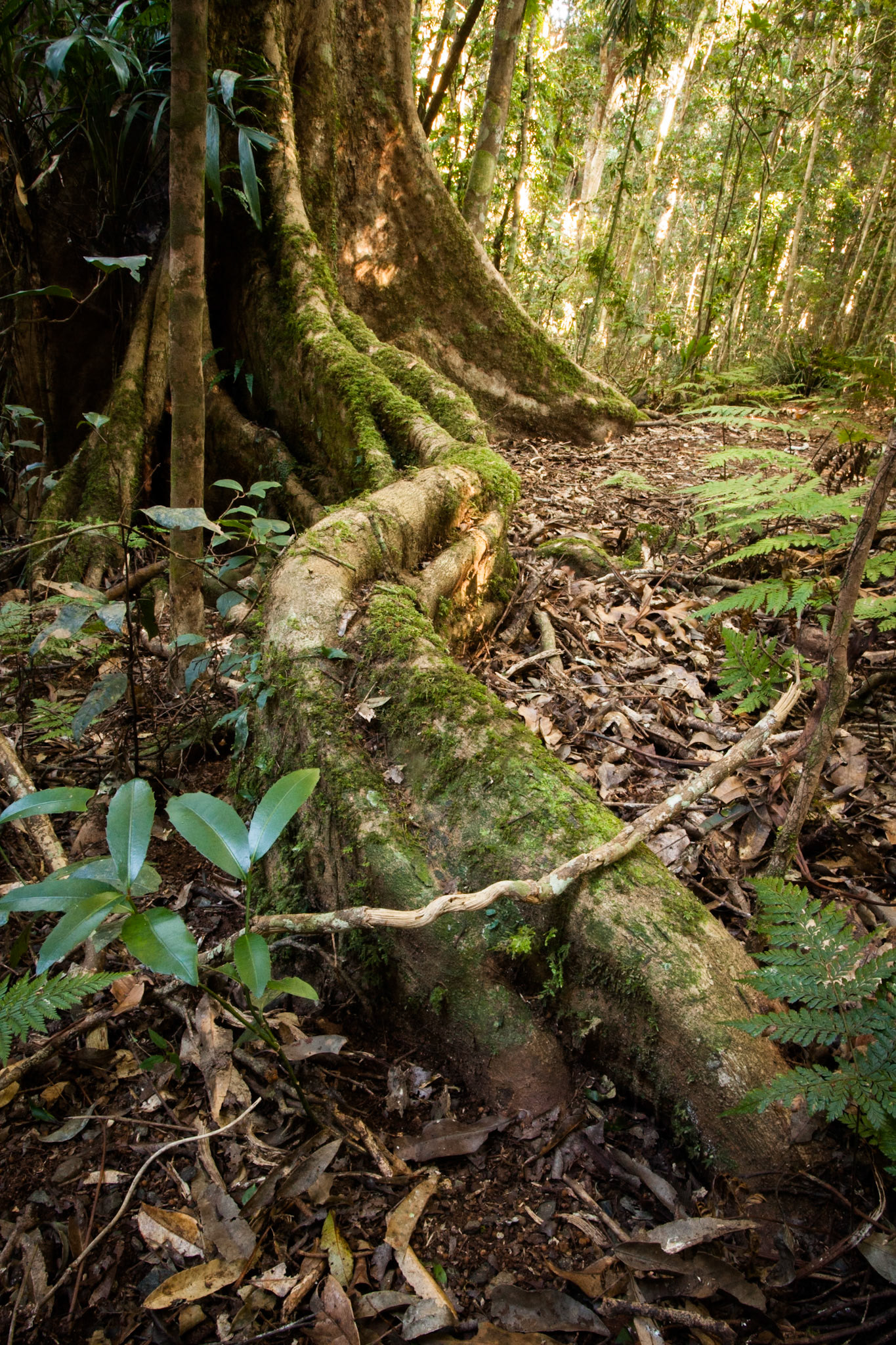 Lamington National Park, Queensland