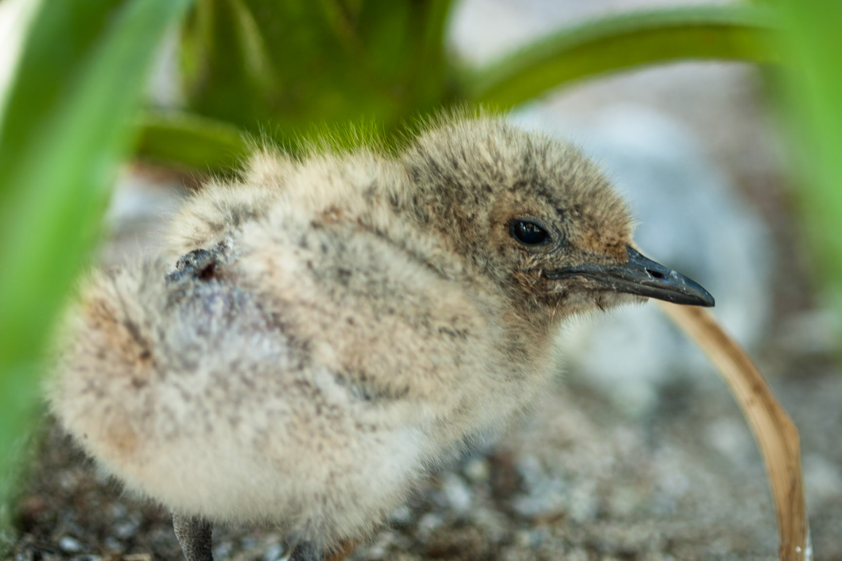 Bridled tern chick, Lady Elliot Island, Queensland, Australia