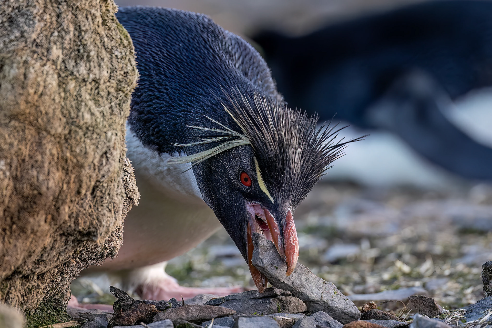 Southern rockhopper penguin, Bleaker Island, Falkland Islands