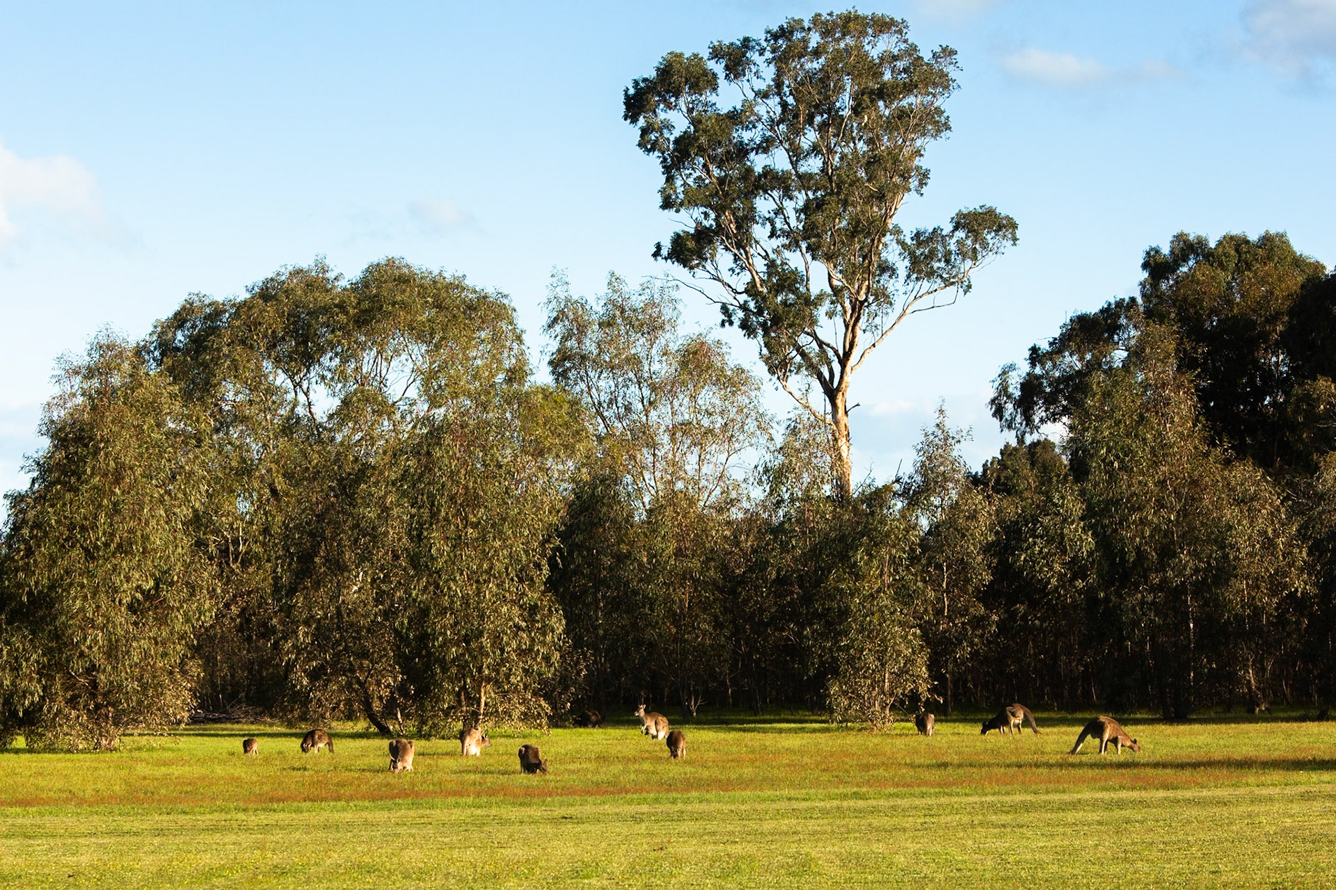 Eastern grey kangeroo, Hall's Gap, The Grampians, Victoria