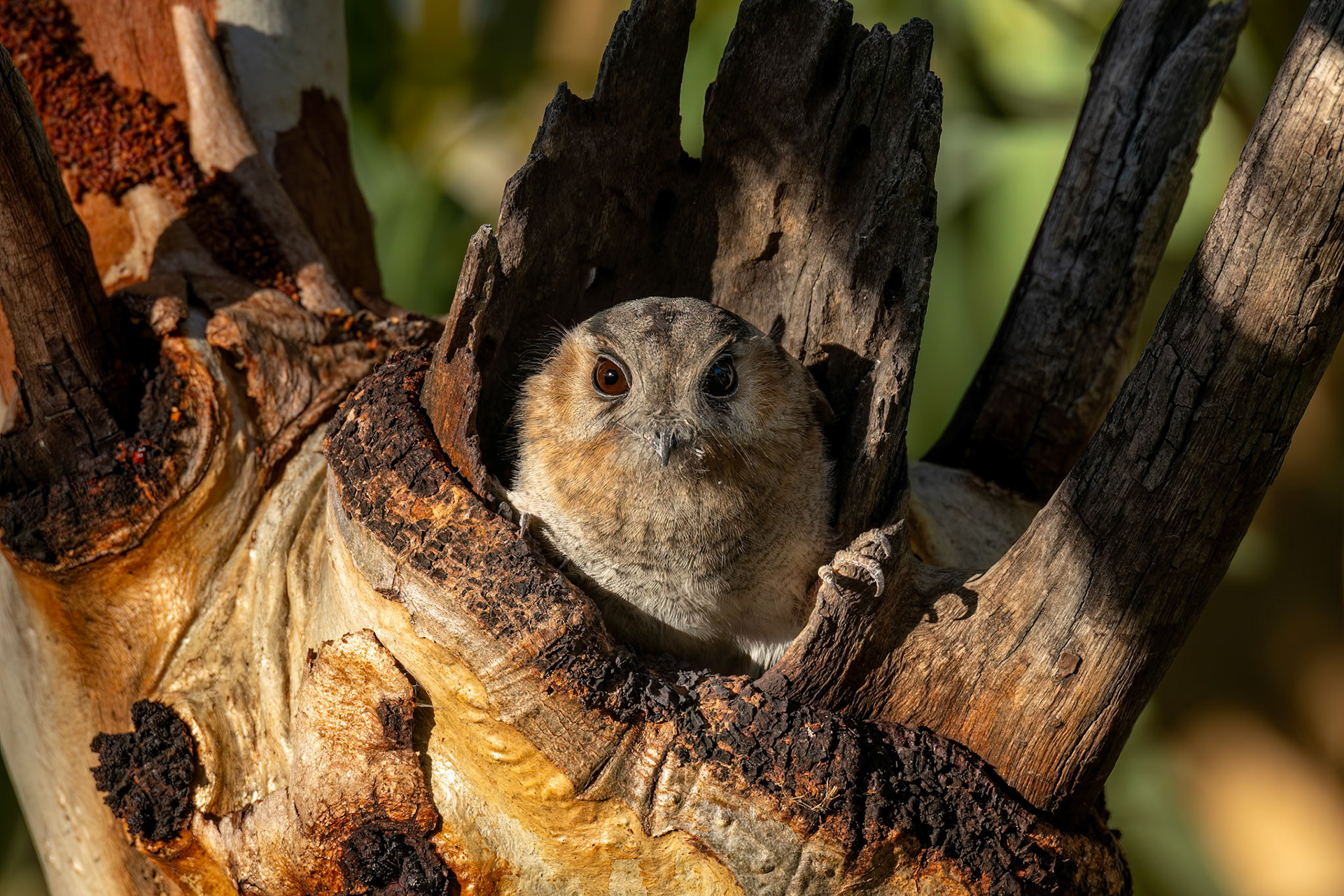 Australian owlet-nightjar, Mount Isa to Boulia, Queensland, Australia