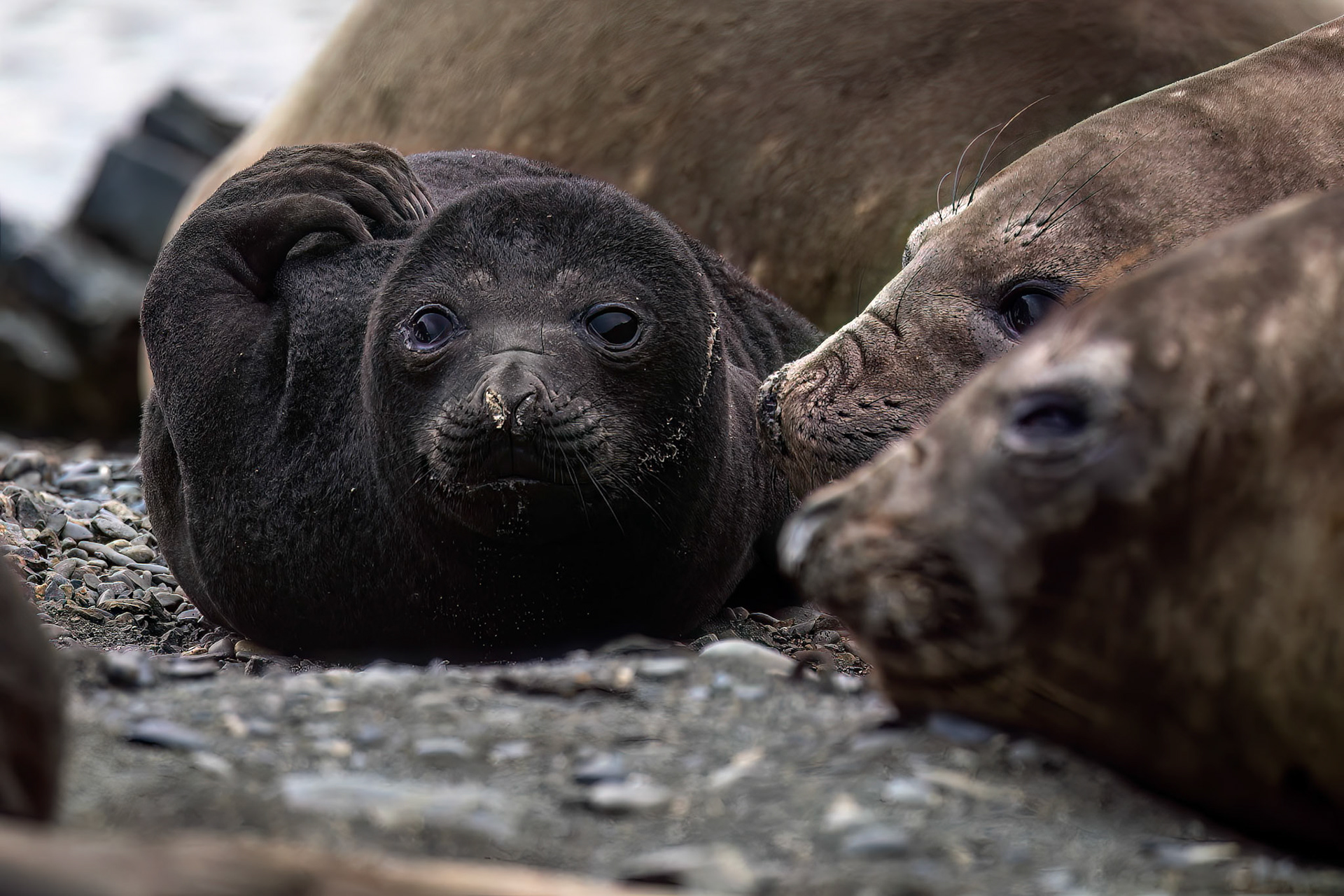 Elephant seal, Rosita Bay, South Georgia