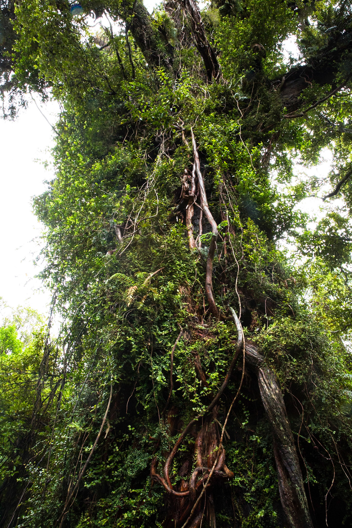 Hollyford Track, Pyke Lodge to Martin's Bay, New Zealand