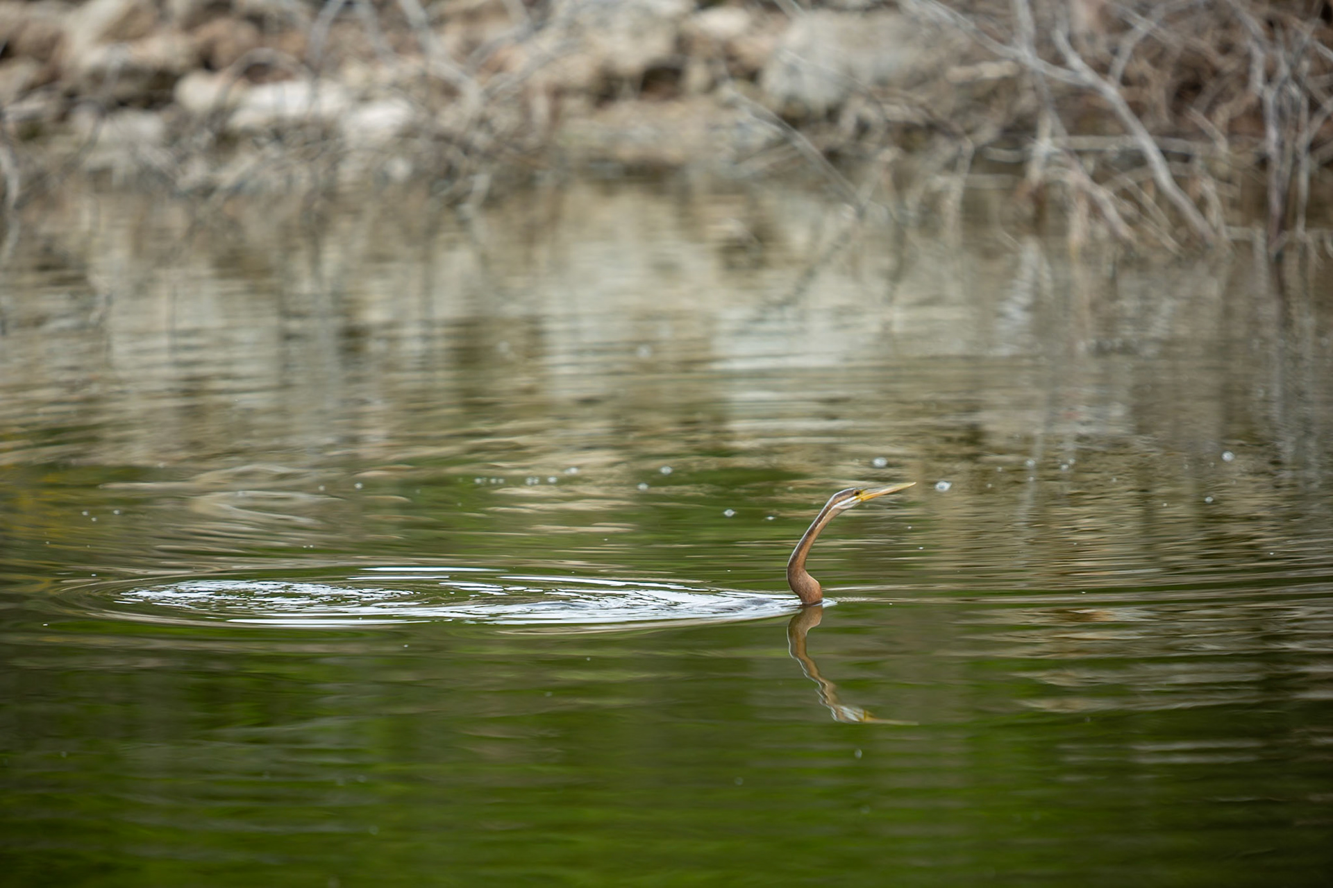 African darter, De Hoop