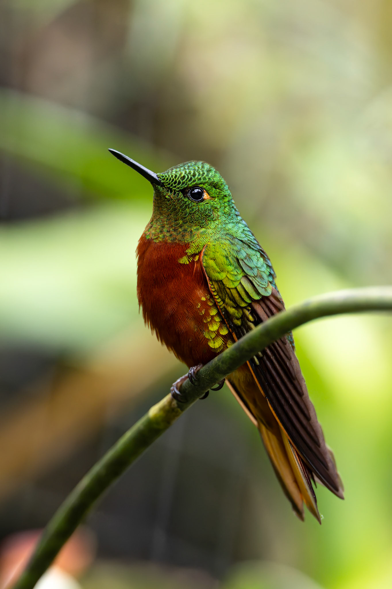 Chestnut-breasted coronet, Casa Simpson Lodge, Tapilchalaca, Ecuador