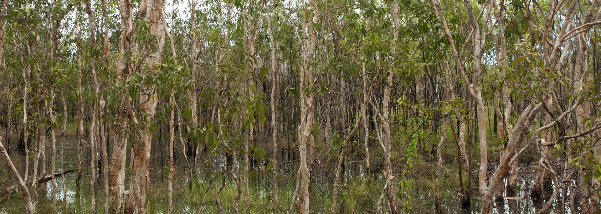 Wetland-trees, Cooinda, Kakadu, Northern Territory
