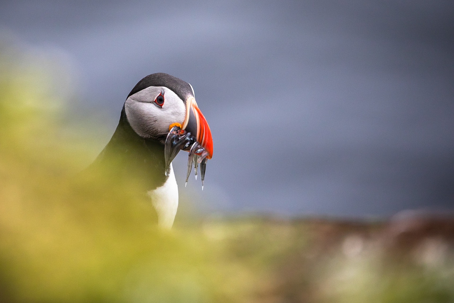 Atlantic puffin, Grímsey Island, Iceland