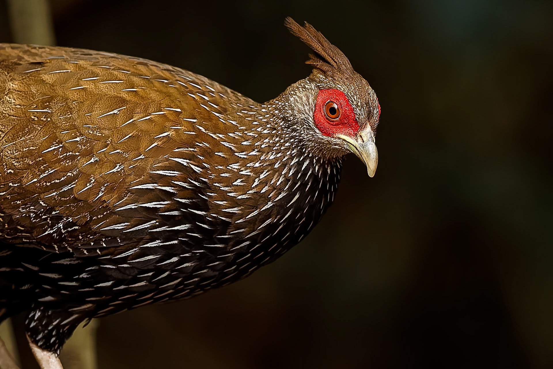 Kalij pheasant, Khaeng Krackan National Park, Thailand