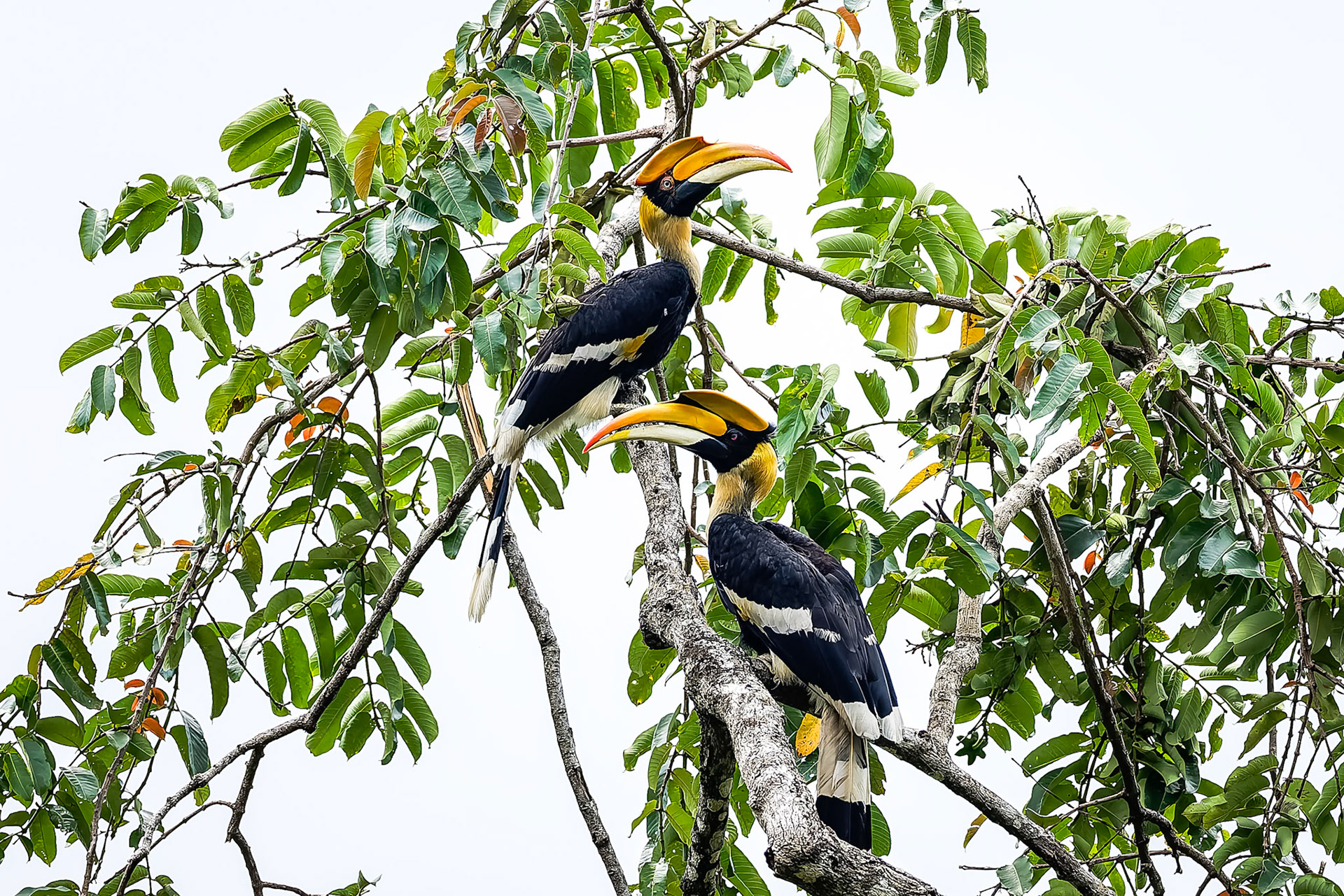 Great hornbill, Khaeng Krackan National Park, Thailand