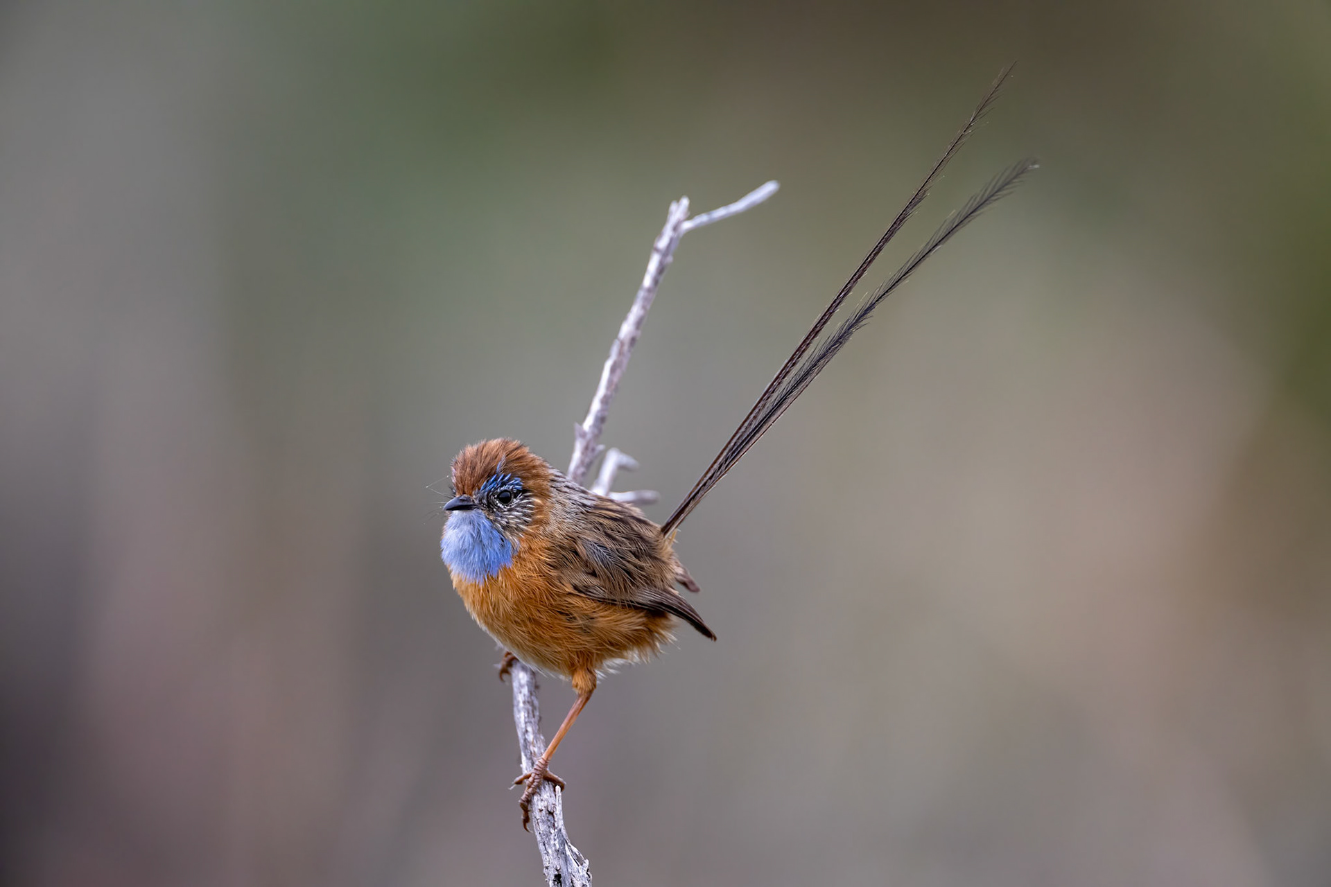 Southern emuwren, Margaret River, West Australia