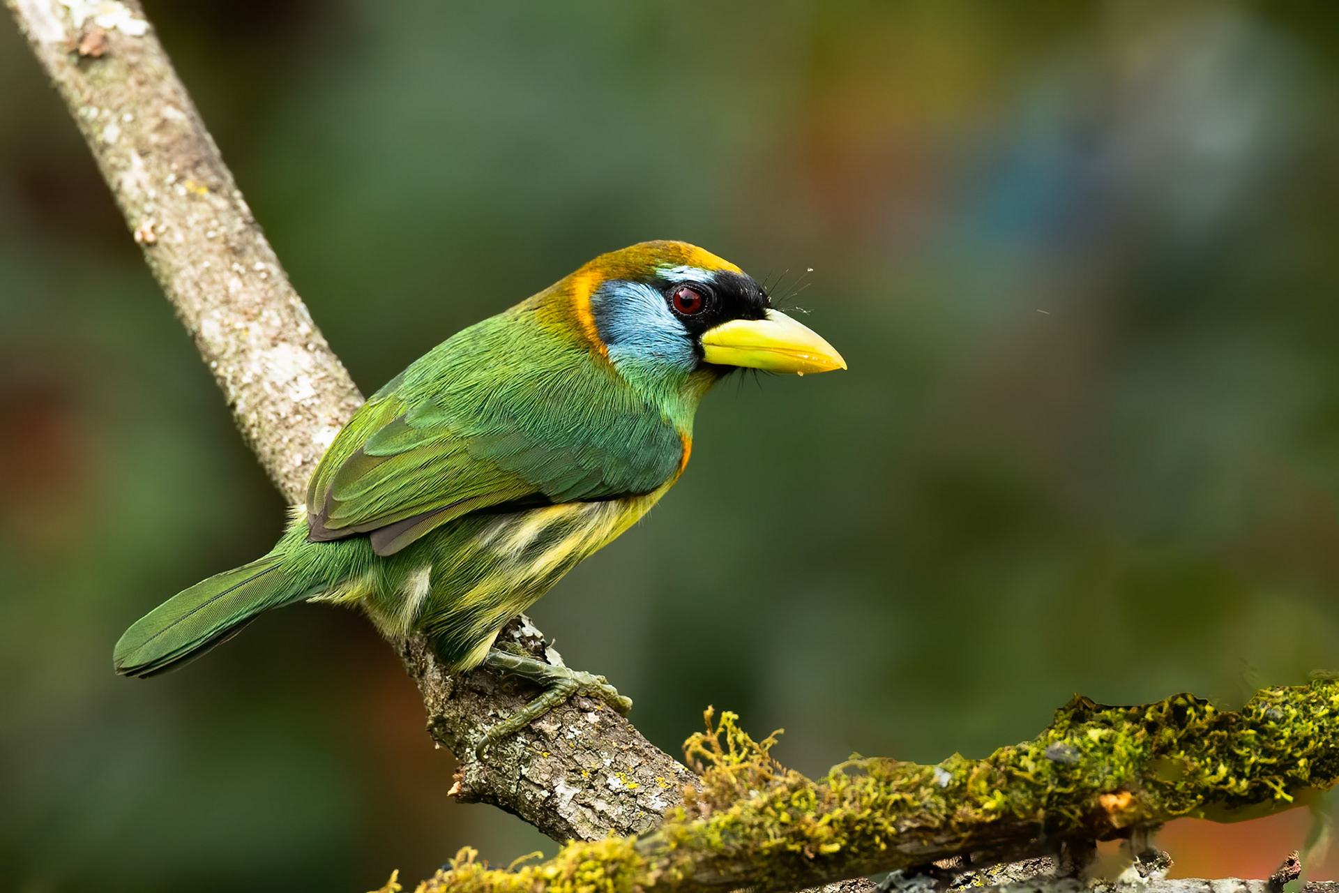 Toucan barbet, Jardin, Colombia