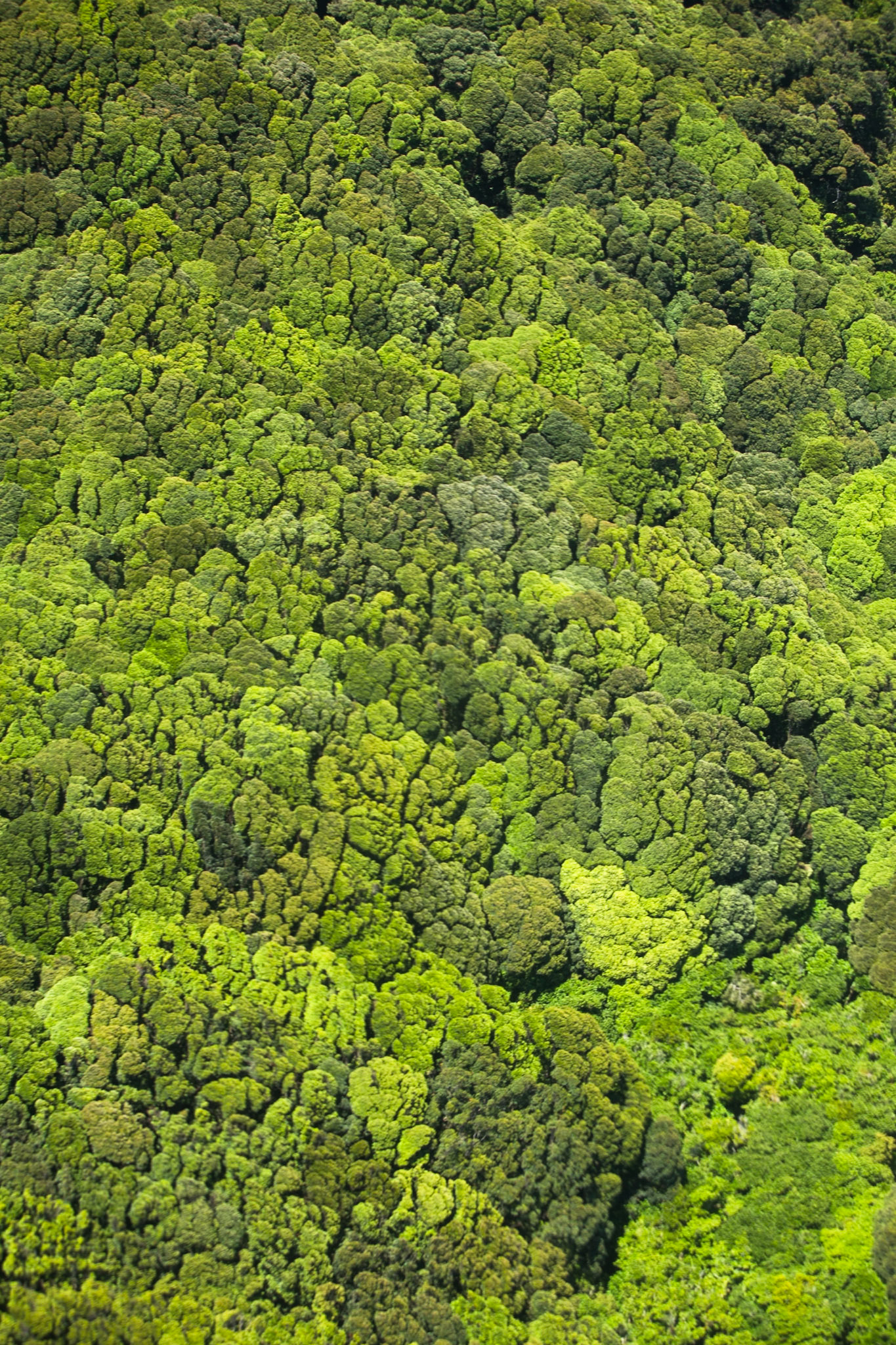 Hollyford Track, helicopter  ride from Martin's Bay to Milford Sound