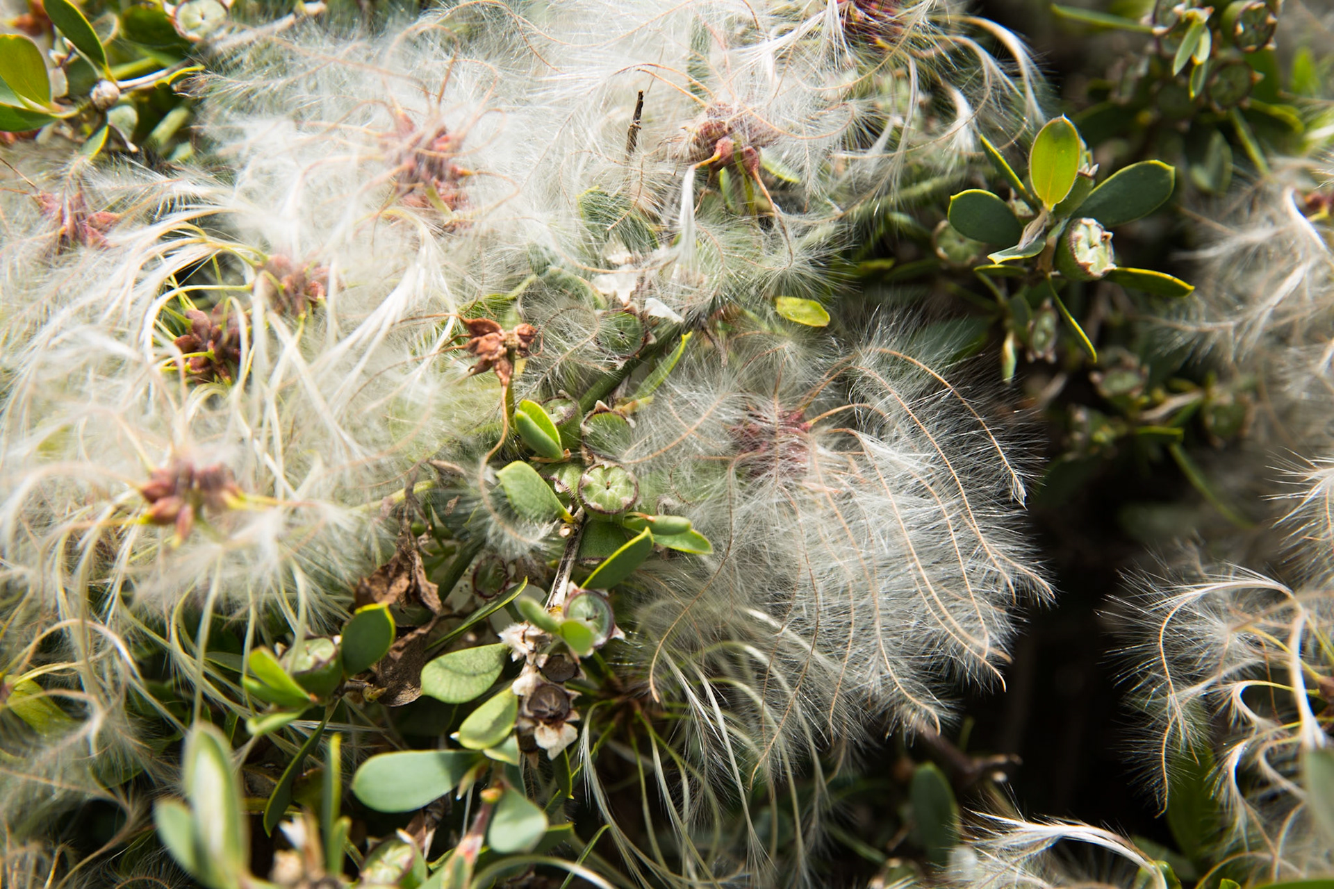 Tuesday am - Darby Saddle via Sparkes Lookout and Lookout Rocks to Tongue Point; and then on to Darby River for lunch.Tuesday pm - Lilly Pilly Gully carpark up to Tidal Overlook and on to Pillar Point then via Squeaky Beach and Picnic Beach to Picnic Beach carpark.