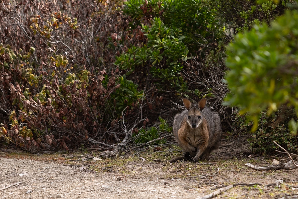 Kangaroo Island, South Australia