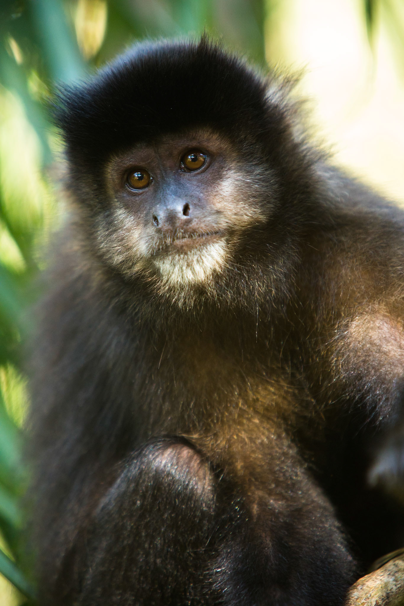 Capuchin monkey, Iguassu Falls, Brazil and Argentina