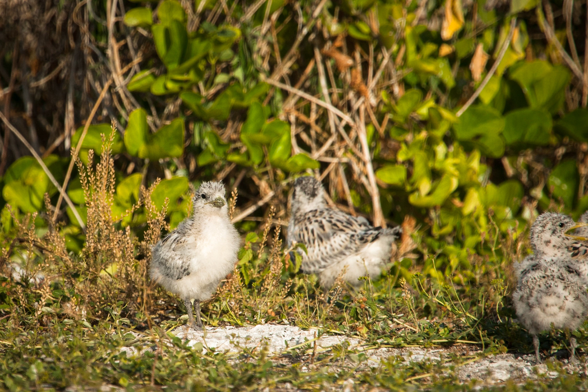 Crested terns chicks, Lady Elliot Island, Queensland, Australia