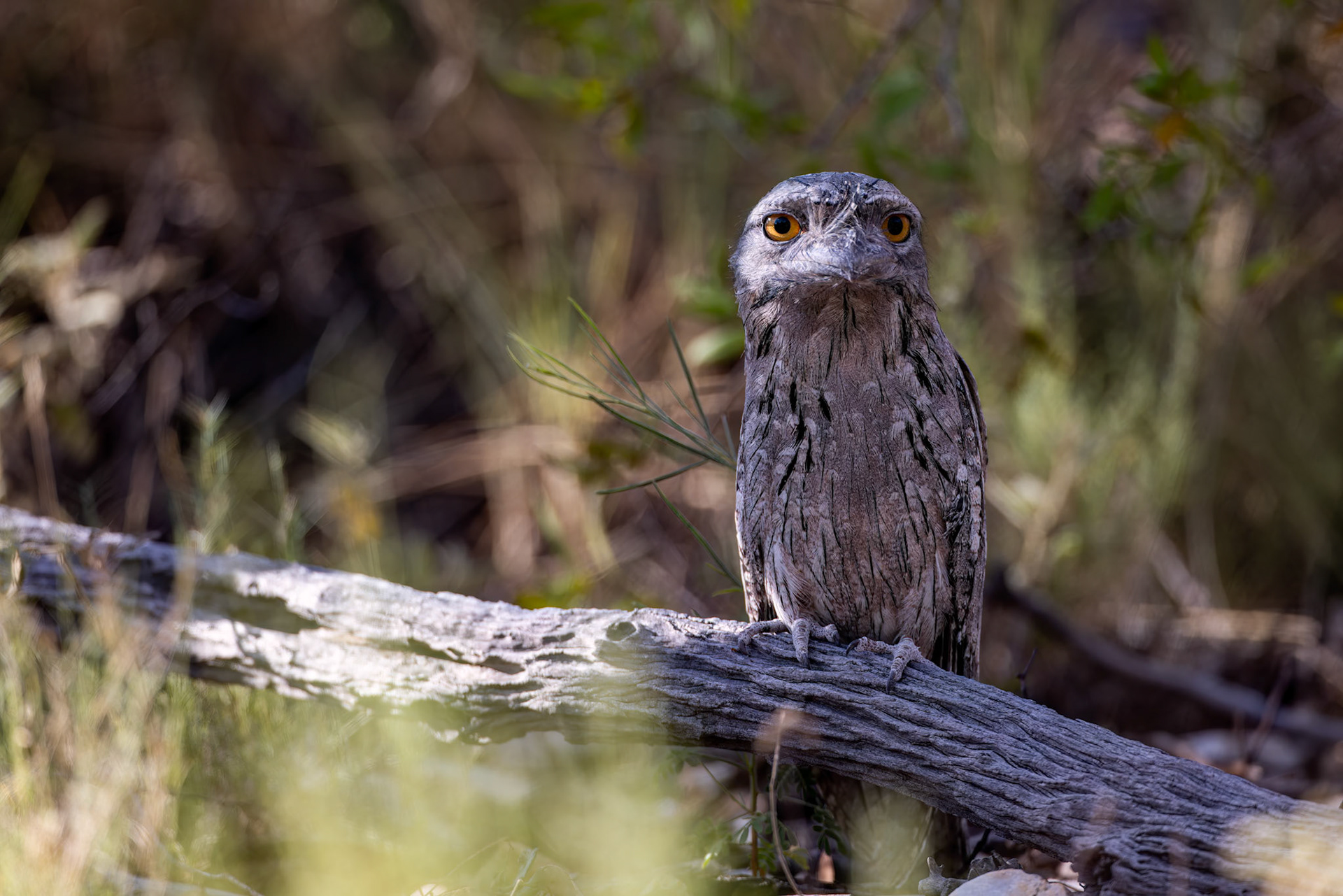 Tawny frogmouth, Mt Isa, Queensland, Australia