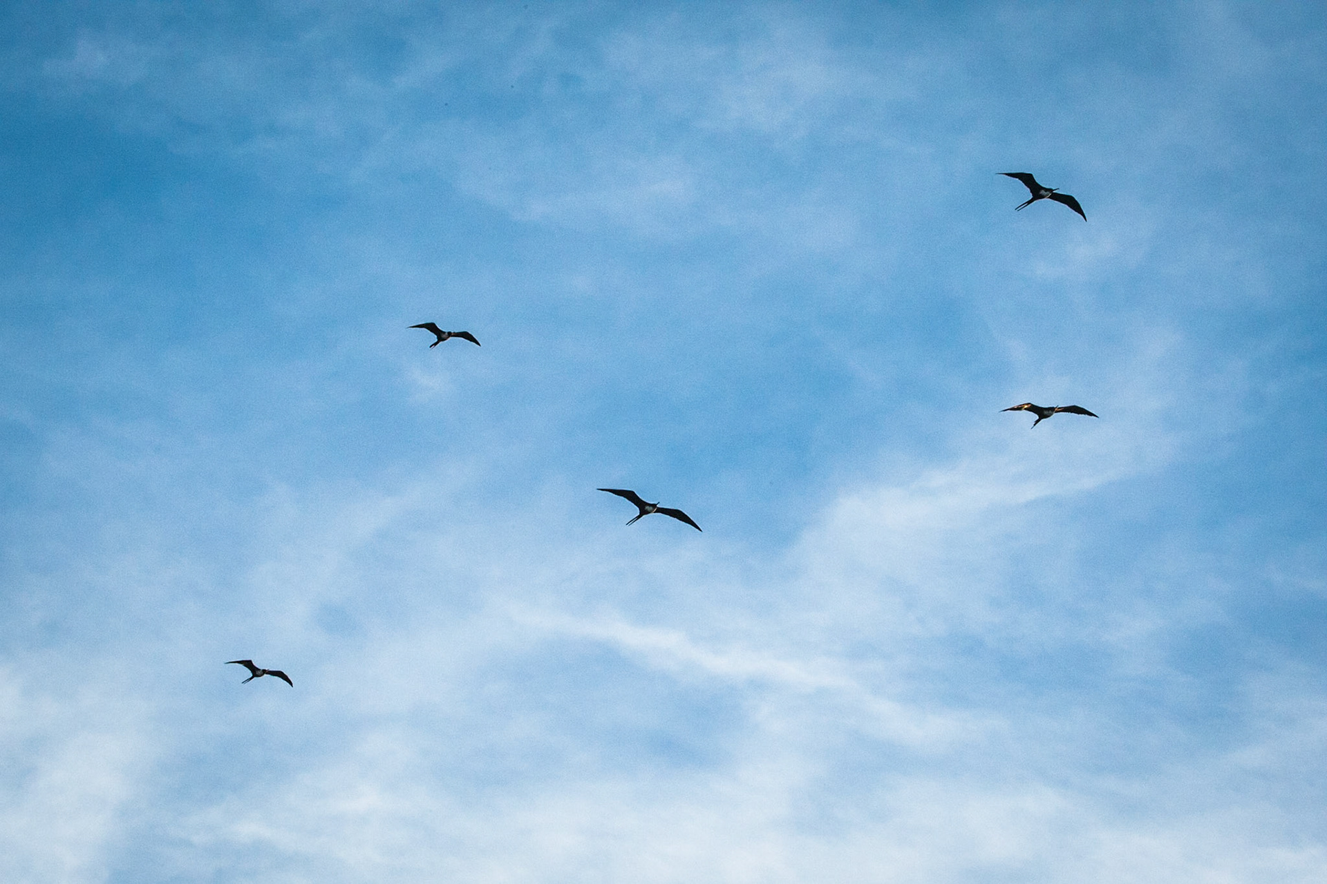 Great frigatebird, Lady Elliot Island, Queensland, Australia