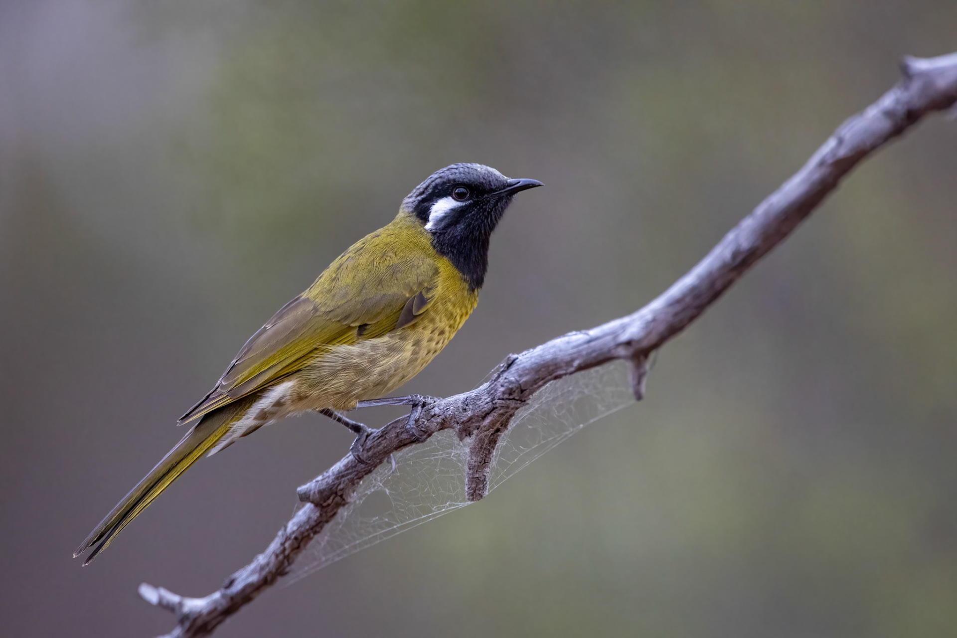 White-eared honeyeater, Norseman to Stirling Ranges, West Australia