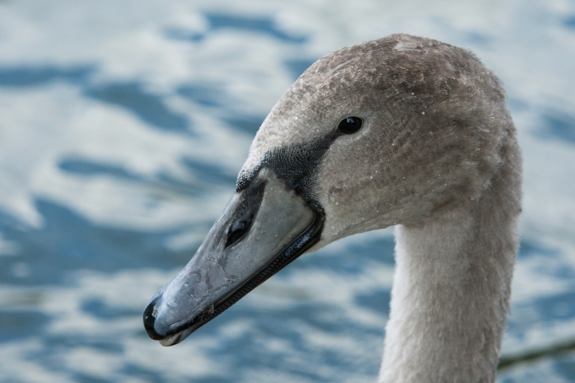 A young inquisitive swan, The Cam, Cambridge.