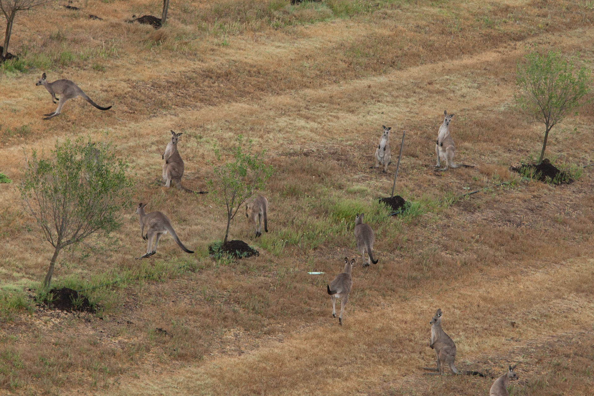 Hot air balloon ride in the Hunter Valley, New South Wales.