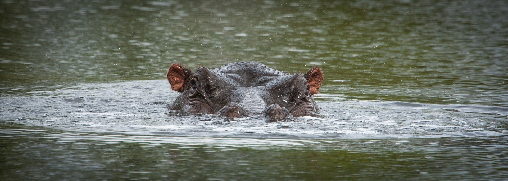 Hippo, Londolozi, Sabi Sands, South Africa