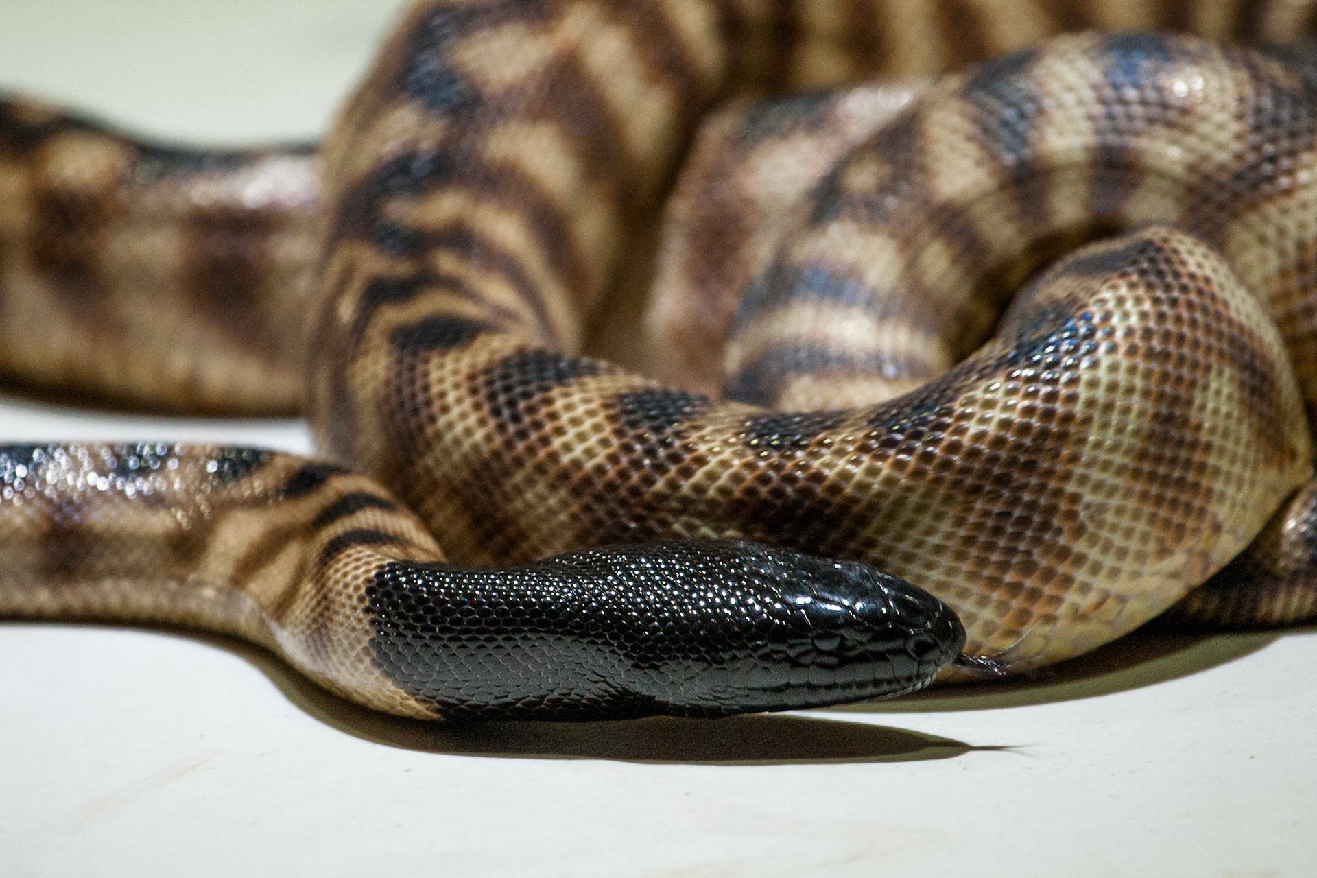 Black-headed python, Crocasaurus, Darwin, Northern Territory