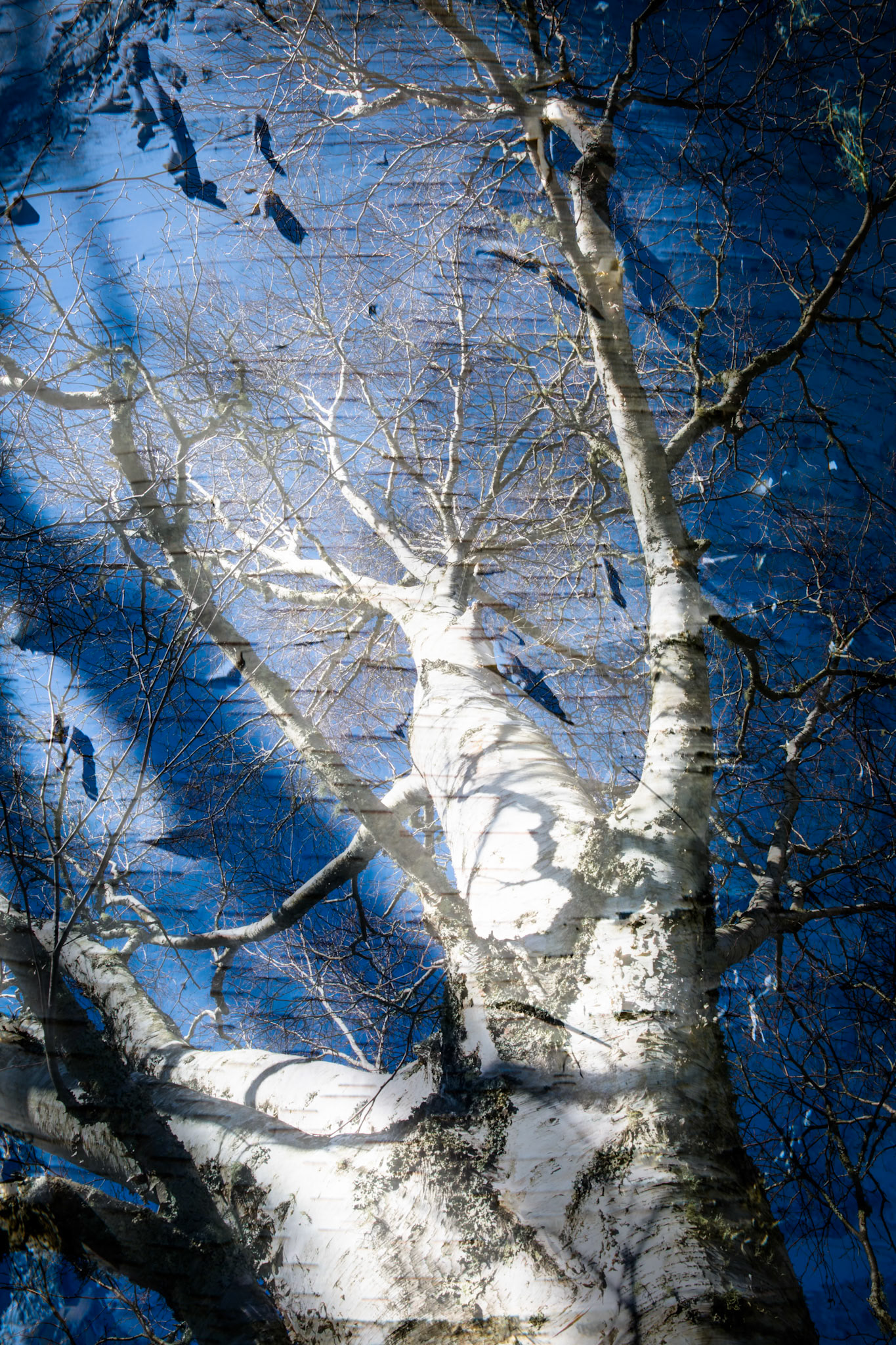 Blue Mountains Botanic Gardens, Mount Tomah