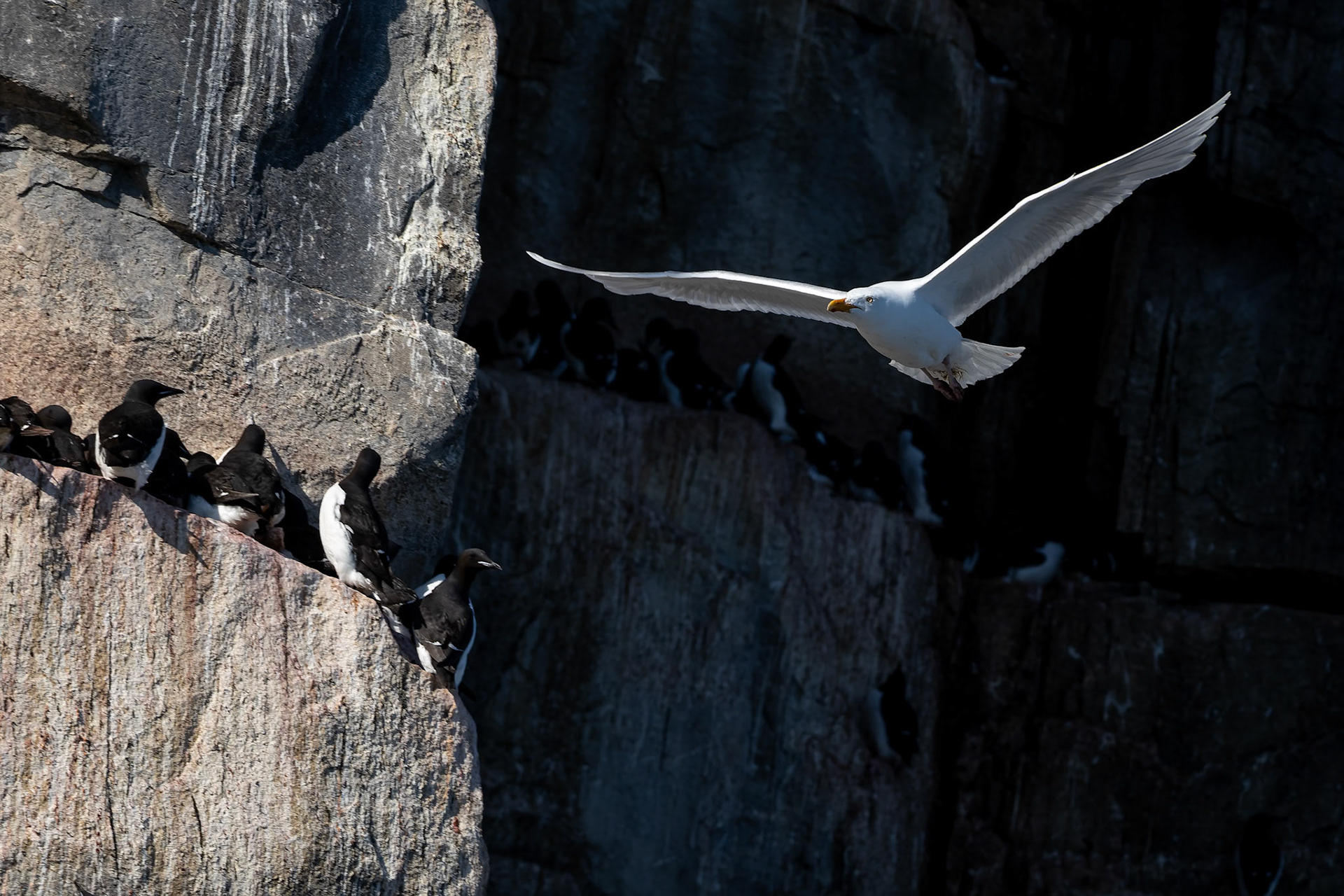Glaucus gullt, Alkefjettet, Svalbard, Norway