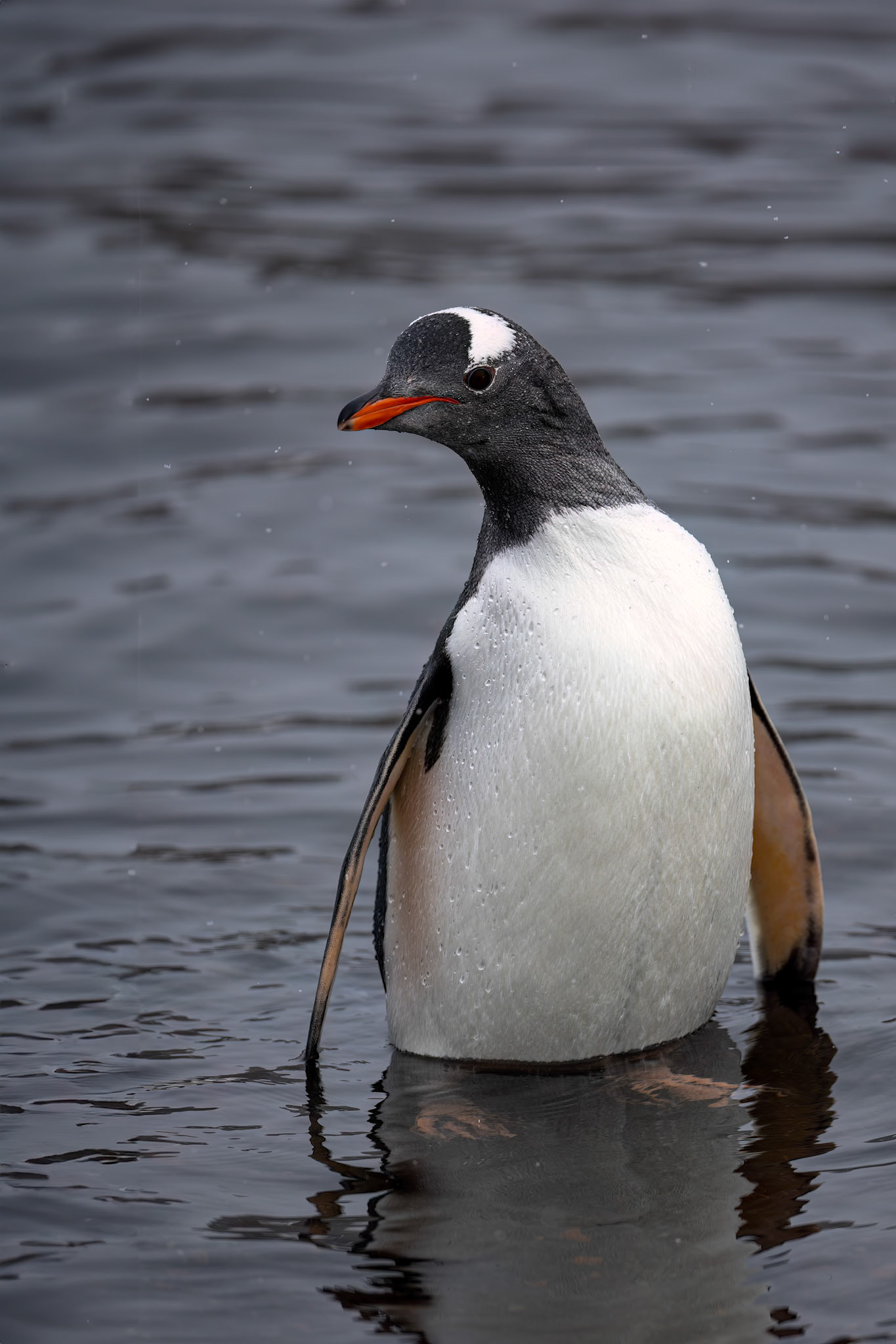 Gentoo penguin, Whaler's Bay, Deception Island, Antarctica