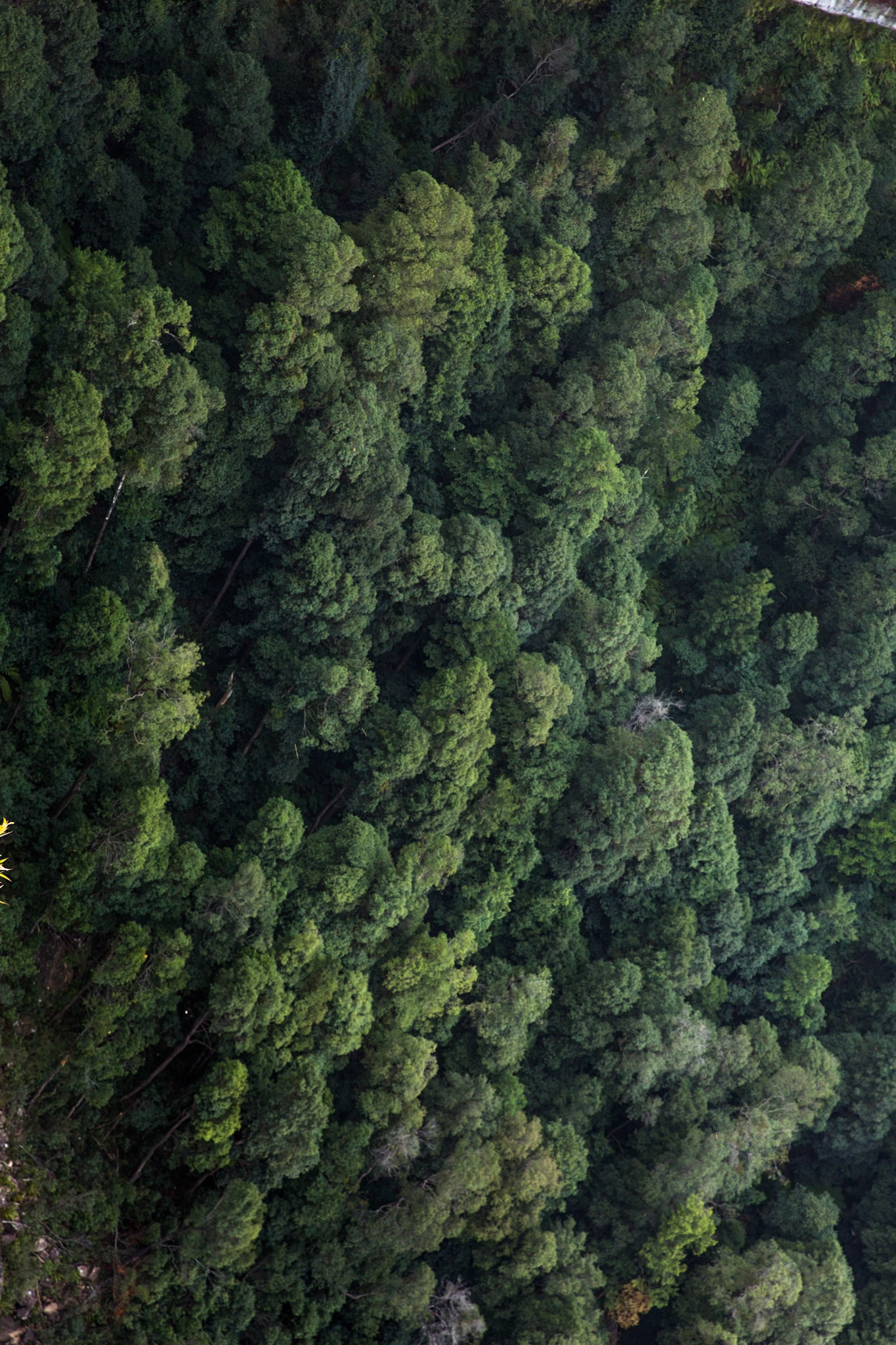 Descended from Neates Glen car park down to and through the Grand Canyon and back up to Evans Lookout. We continued along the clifftop path to Govett's leap and then on to Pulpit Rock. Notes by Peter Watt.