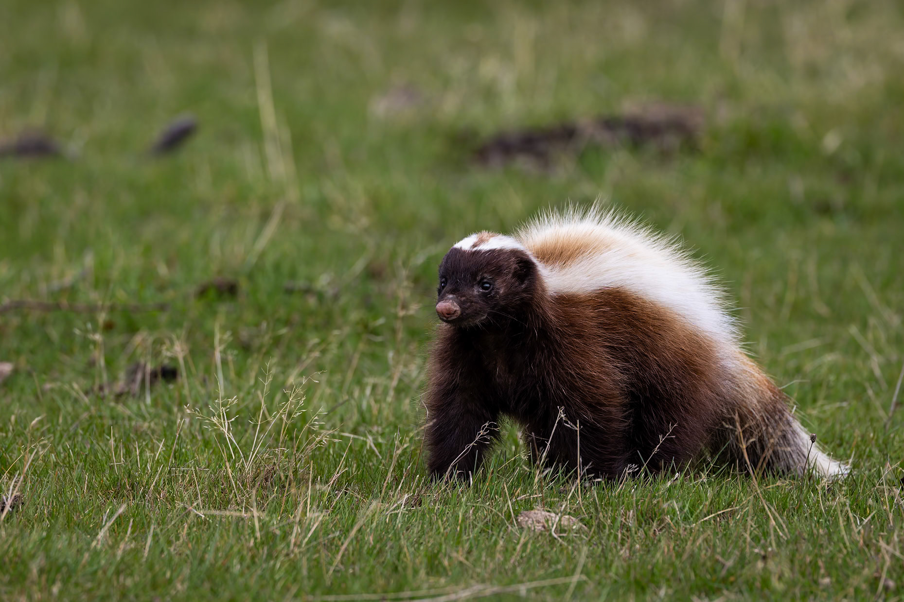 Patagonian hog-nosed skunk, Torres del Paine, Patagonia, Chilé