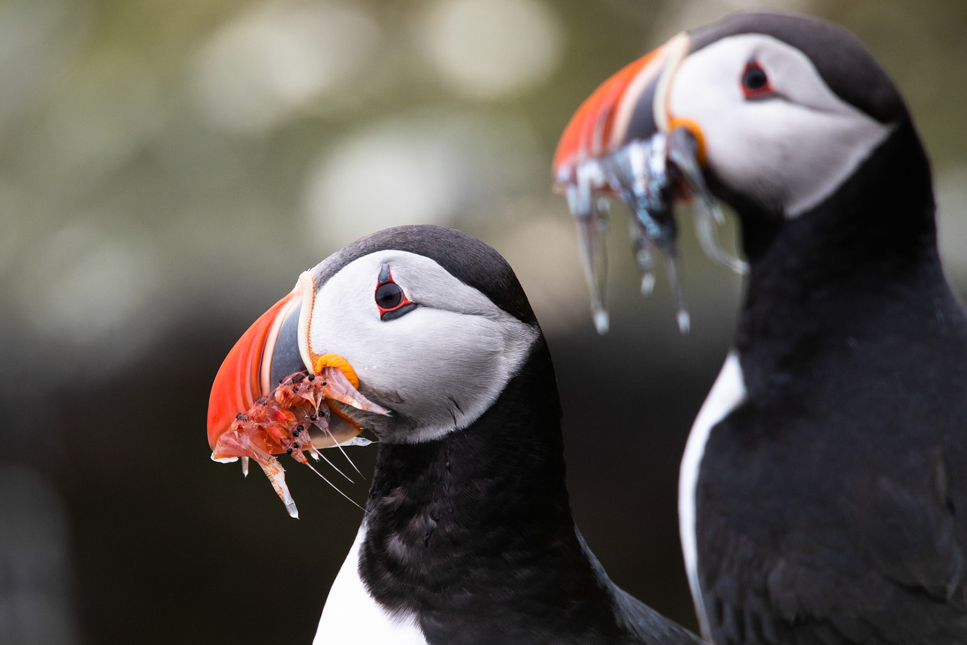 Atlantic puffin, Grímsey Island, Iceland