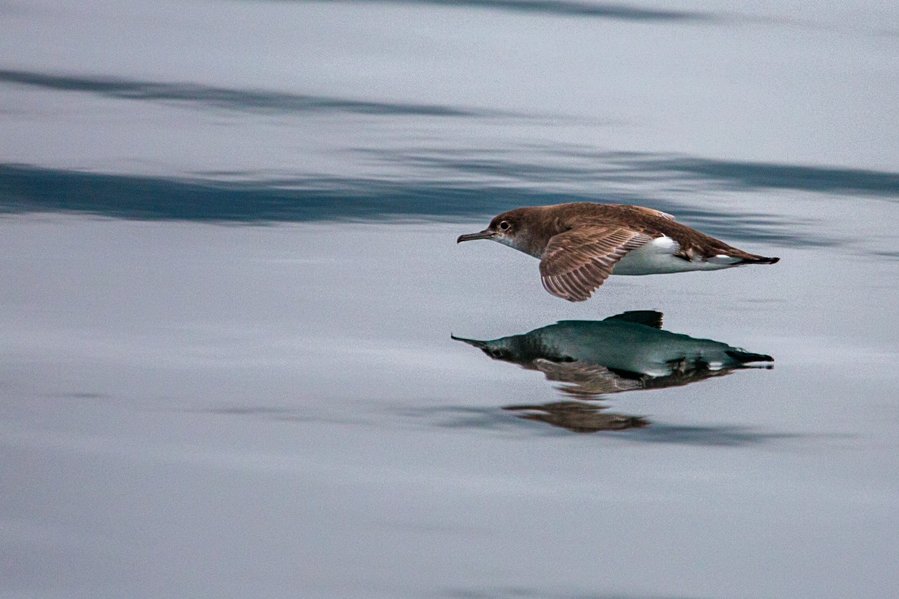 Fluttering Shearwater, Marlborough Sound, New Zealand
