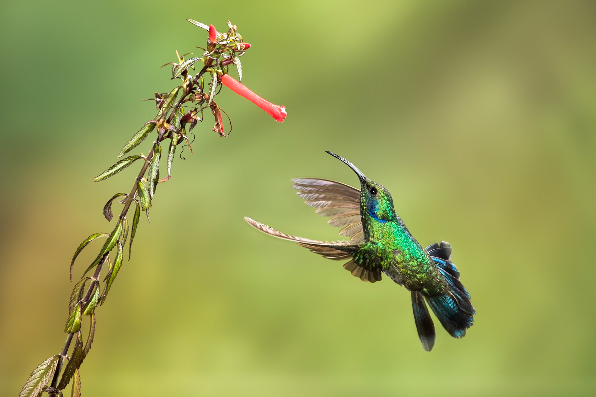 Lesser violet-eared hummingbird, Savegre, Costa Rica