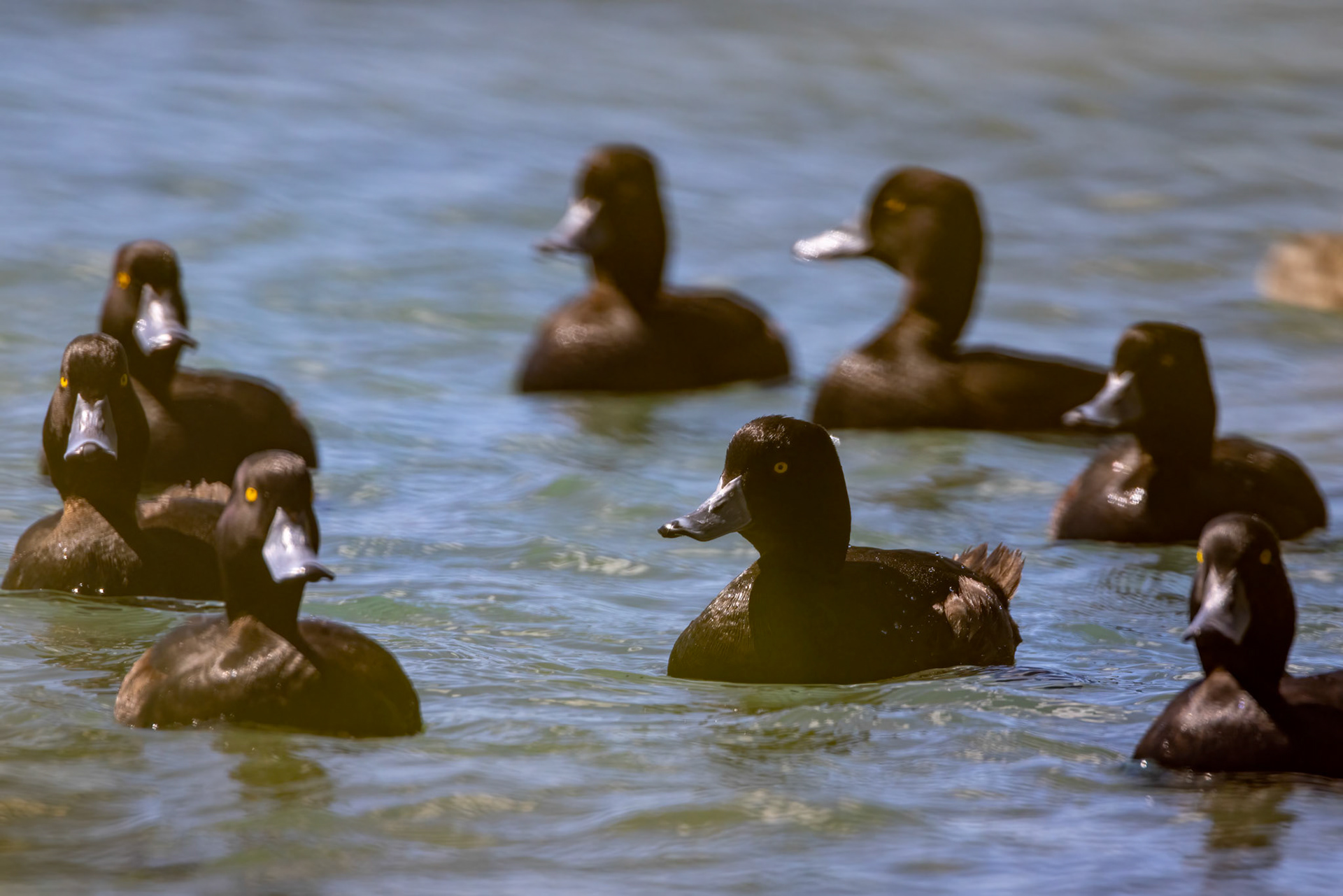 New Zealand scaup, Twizel, New Zealand