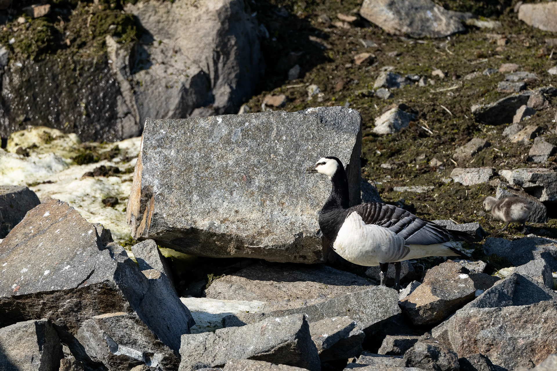 Barnacle goose, Alkefjettet, Svalbard, Norway