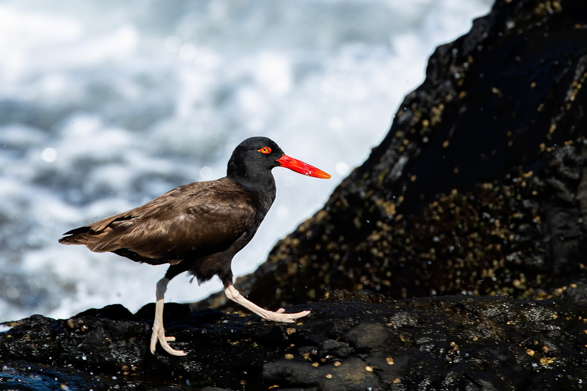 Blackish oystercatcher, Vinã del Mar, Chilé
