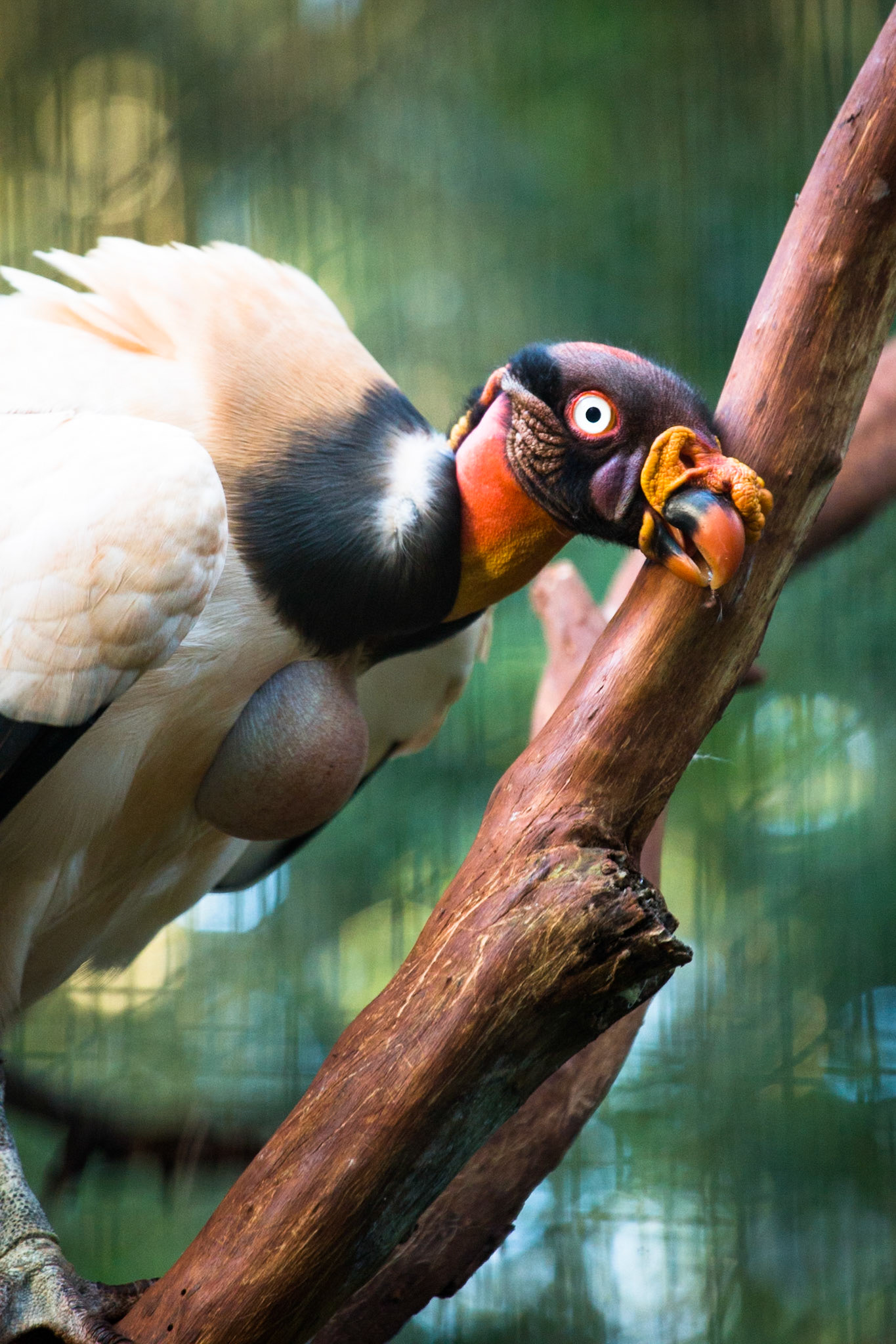 King vulture, Iguassu bird park, Brazil