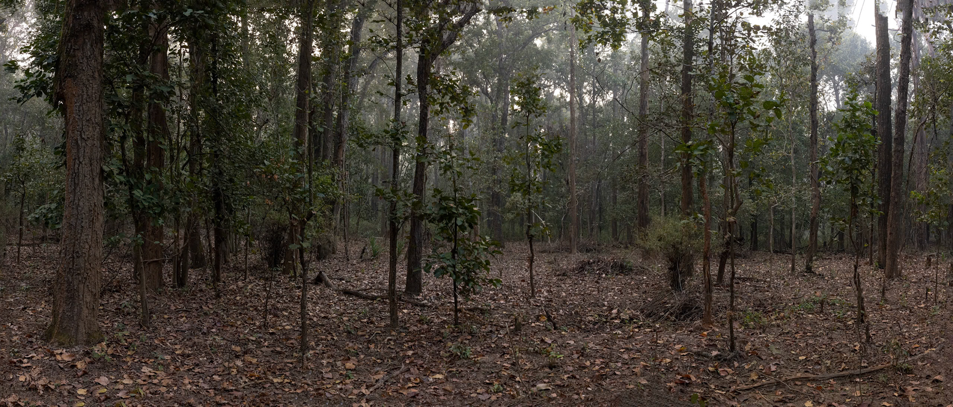 Landscape, Khana, India