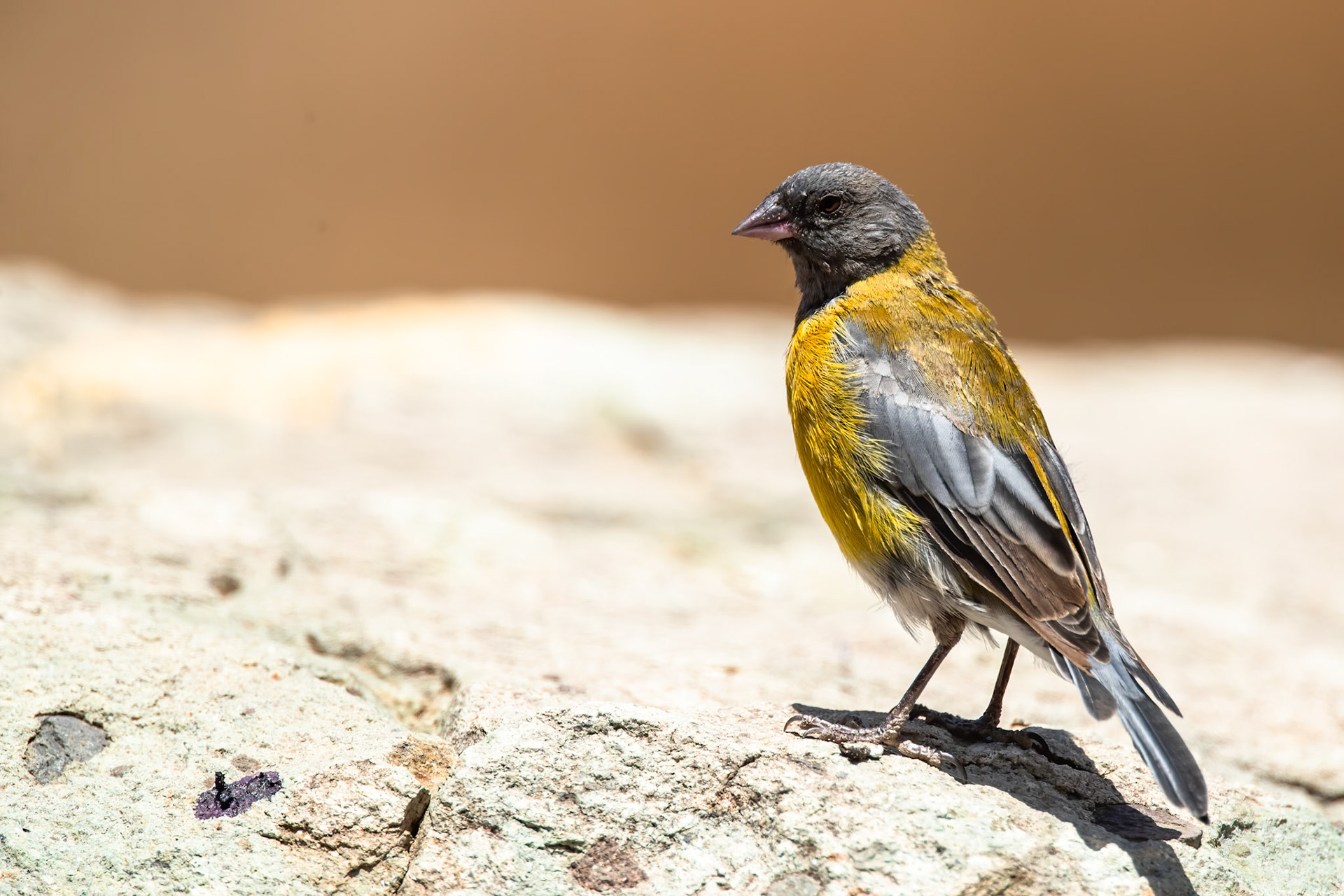 Grey-hooded Sierra-finch, Santiago, Chilé
