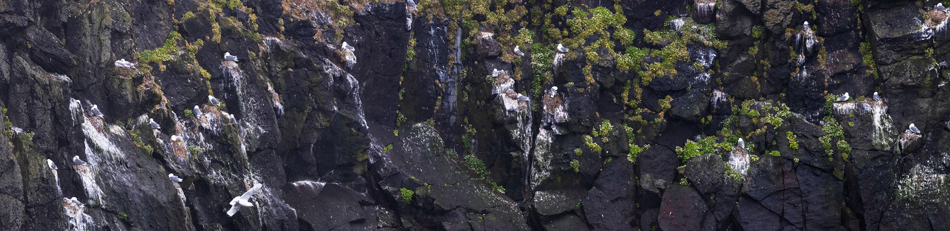 Black-legged kittywake, Grímsey Island, Iceland
