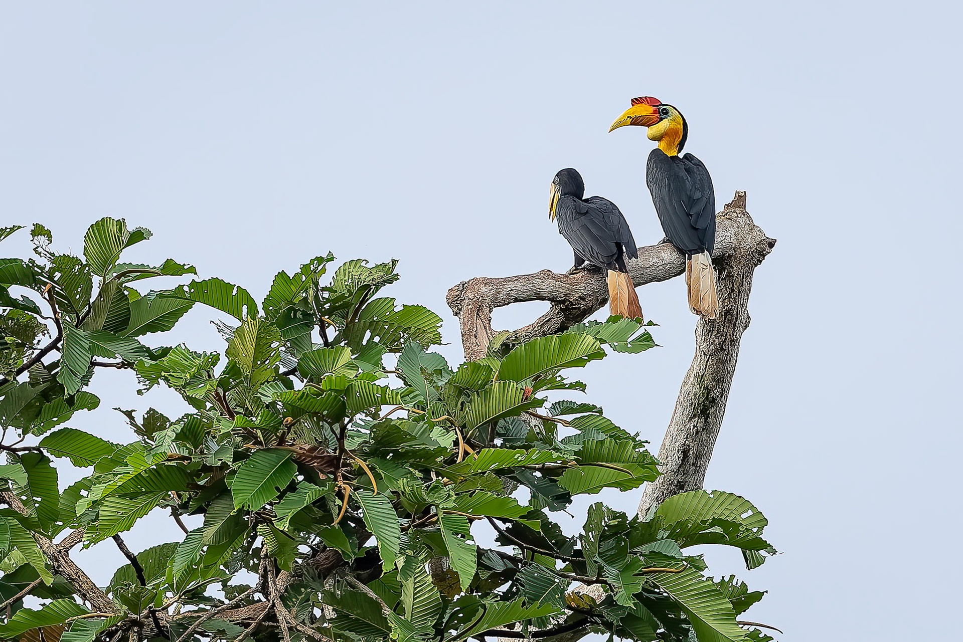 Wrinkled hornbill, Sukau, Borneo